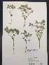  (Croton monanthogynus - Lievens6883)  @11 [ ] CreativeCommons  Attribution Non-Commercial Share-Alike (2016) Savannah Hight Texas Lutheran University