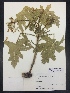  (Cnidoscolus texanus - McGinley37)  @11 [ ] CreativeCommons  Attribution Non-Commercial Share-Alike (2016) Savannah Hight Texas Lutheran University