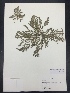  ( - Rajkumar109)  @11 [ ] CreativeCommons  Attribution Non-Commercial Share-Alike (2016) Savannah Hight Texas Lutheran University