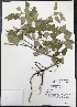  (Croton fruticulosus - Valdez045)  @11 [ ] CreativeCommons  Attribution Non-Commercial Share-Alike (2016) Tamara D. Kotin Texas Lutheran University