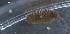  ( - WS00037)  @11 [ ] CreativeCommons - Attribution Non-Commercial Share-Alike (2011) Neretina T.V. Moscow State University, White Sea Biological Station