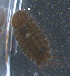  ( - WS00037)  @11 [ ] CreativeCommons - Attribution Non-Commercial Share-Alike (2011) Neretina T.V. Moscow State University, White Sea Biological Station