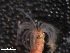  ( - WS00075)  @11 [ ] Unspecified (default): All Rights Reserved (2011) Neretina T.V. Moscow State University, White Sea Biological Station