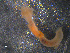  ( - WS00076)  @11 [ ] Unspecified (default): All Rights Reserved (2011) Neretina T.V. Moscow State University, White Sea Biological Station