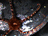  ( - WS00144)  @12 [ ] Unspecified (default): All Rights Reserved (2011) Neretina T.V. Moscow State University, White Sea Biological Station