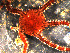  ( - WSBS0213)  @12 [ ] Unspecified (default): All Rights Reserved (2011) Neretina T.V. Moscow State University, White Sea Biological Station