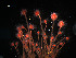  ( - WSBS0217)  @11 [ ] Unspecified (default): All Rights Reserved (2011) Neretina T.V. Moscow State University, White Sea Biological Station