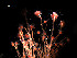  ( - WSBS0217)  @11 [ ] Unspecified (default): All Rights Reserved (2011) Neretina T.V. Moscow State University, White Sea Biological Station
