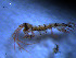  ( - WSBS0227)  @11 [ ] Unspecified (default): All Rights Reserved (2011) Neretina T.V. Moscow State University, White Sea Biological Station