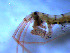  ( - WSBS0227)  @11 [ ] Unspecified (default): All Rights Reserved (2011) Neretina T.V. Moscow State University, White Sea Biological Station