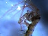  ( - WSBS0227)  @11 [ ] Unspecified (default): All Rights Reserved (2011) Neretina T.V. Moscow State University, White Sea Biological Station