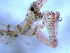  ( - WSBS0228)  @12 [ ] Unspecified (default): All Rights Reserved (2011) Neretina T.V. Moscow State University, White Sea Biological Station