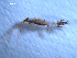  ( - WSBS0228)  @12 [ ] Unspecified (default): All Rights Reserved (2011) Neretina T.V. Moscow State University, White Sea Biological Station