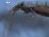  ( - WSBS0228)  @12 [ ] Unspecified (default): All Rights Reserved (2011) Neretina T.V. Moscow State University, White Sea Biological Station