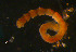  ( - WSBS0239)  @11 [ ] Unspecified (default): All Rights Reserved (2011) Neretina T.V. Moscow State University, White Sea Biological Station