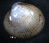  ( - WSBS0266)  @13 [ ] Unspecified (default): All Rights Reserved (2011) Neretina T.V. Moscow State University, White Sea Biological Station