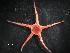  ( - WSBS0332)  @13 [ ] Unspecified (default): All Rights Reserved (2011) Neretina T.V. Moscow State University, White Sea Biological Station