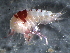  ( - WSBS0369)  @11 [ ] Unspecified (default): All Rights Reserved (2011) Neretina T.V. Moscow State University, White Sea Biological Station
