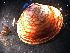  ( - WSBS0595)  @12 [ ] Unspecified (default): All Rights Reserved (2011) Neretina T.V. Moscow State University, White Sea Biological Station