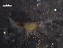  ( - WSBS0644)  @12 [ ] Unspecified (default): All Rights Reserved (2011) Neretina T.V. Moscow State University, White Sea Biological Station