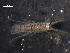  ( - WSBS0647)  @11 [ ] Unspecified (default): All Rights Reserved (2011) Neretina T.V. Moscow State University, White Sea Biological Station
