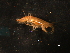  ( - WSBS0657)  @11 [ ] Unspecified (default): All Rights Reserved (2011) Neretina T.V. Moscow State University, White Sea Biological Station