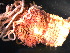  ( - WSBS1010)  @11 [ ] Unspecified (default): All Rights Reserved (2011) Neretina T.V. Moscow State University, White Sea Biological Station