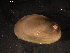  ( - WSBS1089)  @12 [ ] Unspecified (default): All Rights Reserved (2011) Neretina T.V. Moscow State University, White Sea Biological Station