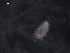  ( - WSBS1153)  @11 [ ] Unspecified (default): All Rights Reserved (2011) Neretina T.V. Moscow State University, White Sea Biological Station