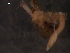  (Cossura pygodactilata - WSBS1162)  @11 [ ] Unspecified (default): All Rights Reserved  Neretina T.V. Unspecified