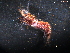  ( - WSBS1967)  @12 [ ] Unspecified (default): All Rights Reserved (2012) Neretina T.V. Moscow State University, White Sea Biological Station
