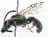 ( - 06729B06-CHL)  @14 [ ] CreativeCommons - Attribution (2015) CBG Photography Group Centre for Biodiversity Genomics