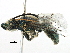  ( - 06729E05-CHL)  @14 [ ] CreativeCommons - Attribution (2015) CBG Photography Group Centre for Biodiversity Genomics