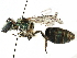  ( - 06729H04-CHL)  @12 [ ] CreativeCommons - Attribution (2015) CBG Photography Group Centre for Biodiversity Genomics