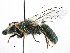  ( - 06729H06-CHL)  @12 [ ] CreativeCommons - Attribution (2015) CBG Photography Group Centre for Biodiversity Genomics