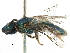  ( - 06729H07-CHL)  @14 [ ] CreativeCommons - Attribution (2015) CBG Photography Group Centre for Biodiversity Genomics
