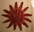  ( - WSECH0013)  @13 [ ] CreativeCommons - Attribution (2010) Unspecified Centre for Biodiversity Genomics