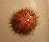  ( - WSECH0016)  @12 [ ] CreativeCommons - Attribution (2010) Unspecified Centre for Biodiversity Genomics