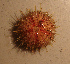  ( - WSECH0017)  @12 [ ] CreativeCommons - Attribution (2010) Unspecified Centre for Biodiversity Genomics