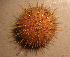  ( - WSECH0018)  @13 [ ] CreativeCommons - Attribution (2010) Unspecified Centre for Biodiversity Genomics