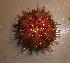  ( - WSECH0019)  @13 [ ] CreativeCommons - Attribution (2010) Unspecified Centre for Biodiversity Genomics