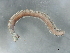  (Nereis pelagica CMC02 - WS0007)  @14 [ ] CreativeCommons - Attribution (2009) Unspecified Centre for Biodiversity Genomics