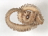 ( - WS0025)  @13 [ ] CreativeCommons - Attribution (2009) Unspecified Centre for Biodiversity Genomics