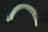  ( - WS0147)  @12 [ ] CreativeCommons - Attribution (2010) Unspecified Centre for Biodiversity Genomics