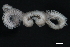  (Phyllodoce sp. CMC02 - WS0236)  @13 [ ] CreativeCommons - Attribution (2010) Unspecified Centre for Biodiversity Genomics