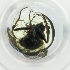  (Hebecnema fumosa - WTPV_015_F8)  @11 [ ] by  Genome Research Ltd as Wellcome Sanger Institute Genome Research Limited operating as Wellcome Sanger Institute