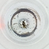  (Sitobion fragariae - WTPV_017_F12)  @11 [ ] by  Genome Research Ltd as Wellcome Sanger Institute Genome Research Limited operating as Wellcome Sanger Institute