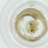  ( - WTPV_034_E12)  @11 [ ] by  Genome Research Ltd as Wellcome Sanger Institute Genome Research Limited operating as Wellcome Sanger Institute