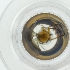  ( - WTPV_037_F1)  @11 [ ] by  Genome Research Ltd as Wellcome Sanger Institute Genome Research Limited operating as Wellcome Sanger Institute