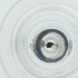  (Panimerus maynei - WTPV_040_F4)  @11 [ ] by  Genome Research Ltd as Wellcome Sanger Institute Genome Research Limited operating as Wellcome Sanger Institute